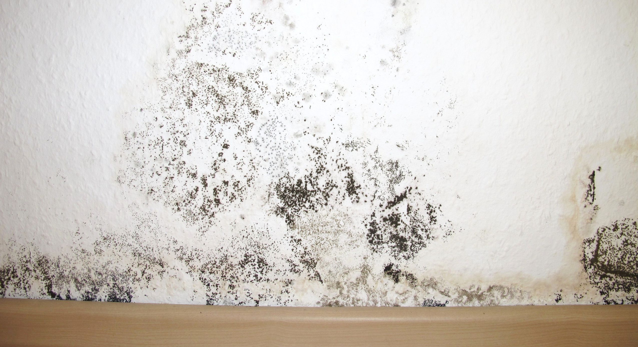 Assurance habitation et moisissures dans un logement